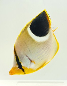 picture of Saddleback Butterfly Med                                                                             Chaetodon ephippium