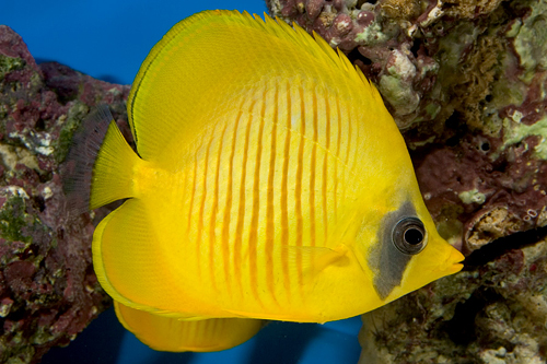 picture of Semilarvatus Butterfly Red Sea Med                                                                   Chaetodon semilarvatus