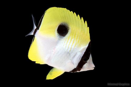 picture of Teardrop Butterfly Med                                                                               Chaetodon unimaculatus