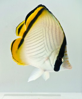 picture of Vagabond Butterfly Med                                                                               Chaetodon vagabundus