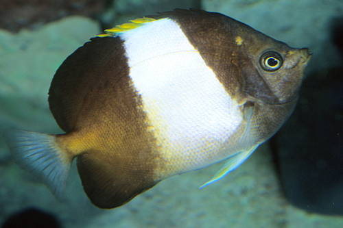 picture of Zoster Butterfly Lrg                                                                                 Hemitaurichthys zoster