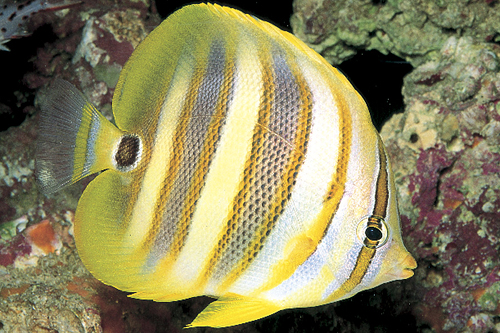 picture of Rainford's Butterfly Med                                                                             Chaetodon rainfordi