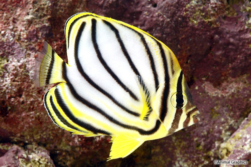 picture of Meyer's Butterfly Med                                                                                Chaetodon meyeri