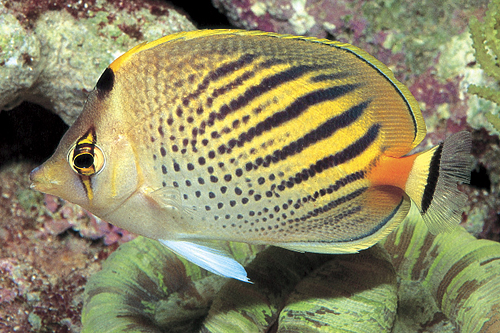 picture of Pelewensis Butterfly Sml                                                                             Chaetodon pelewensis