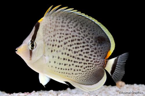 picture of Peppered Butterfly Med                                                                               Chaetodon guttatissimus