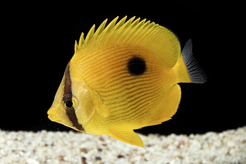 picture of Zanzibar Butterfly Lrg                                                                               Chaetodon zanzibariensis