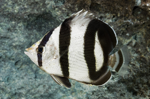 picture of Banded Butterfly Cortez Lrg                                                                          Chaetodon striatus