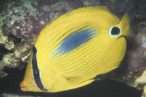 picture of Blue Spot Butterfly Lrg                                                                              Chaetodon plebeius