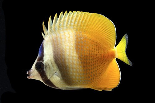 picture of Klein's Blue Head Butterfly I/O Sml                                                                  Chaetodon kleinii