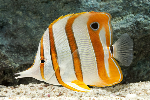 picture of Copperband Butterfly I/O Med                                                                         Chelmon rostratus