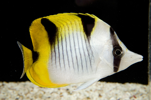 picture of True Falcula Butterfly I/O Lrg                                                                       Chaetodon falcula