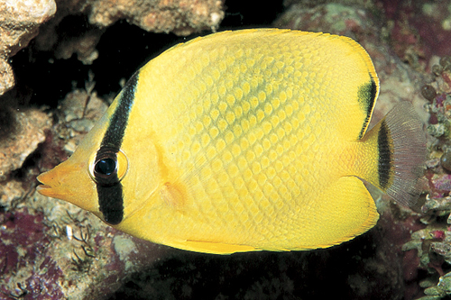 picture of Robustus Butterfly Sml                                                                               Chaetodon robustus