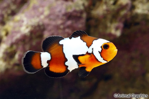 picture of Black Ice Ocellaris Clownfish Tank Raised Med                                                        Amphiprion ocellaris 'Black Ice'