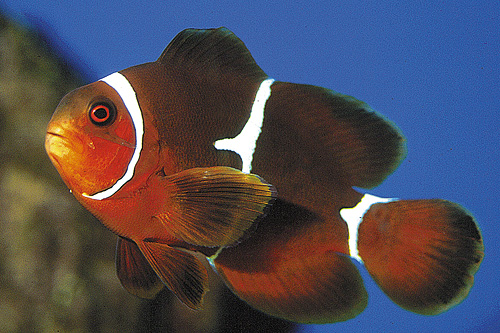 picture of Maroon Clownfish Med                                                                                 Premnas biaculeatus