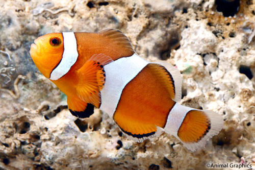 picture of Ocellaris Clownfish Tank Raised Lrg                                                                  Amphiprion ocellaris