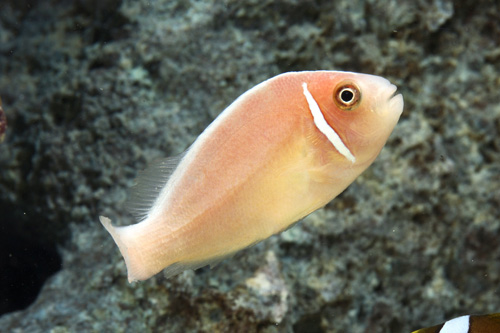 picture of Pink Skunk Clownfish Tank Raised Med                                                                 Amphiprion perideraion