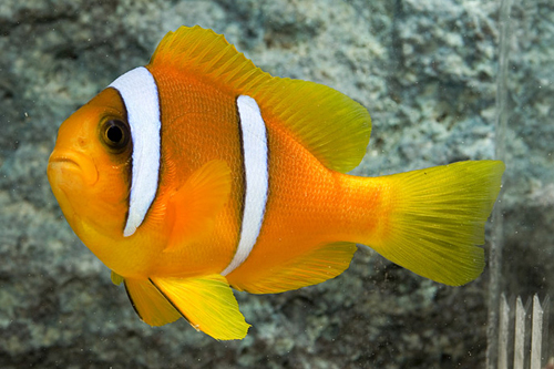 picture of Blue Striped Clownfish Red Sea Sml                                                                   Amphiprion chrysopterus