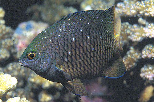 picture of Atlantic Jewel Damsel Sml                                                                            Microspathodon chrysurus