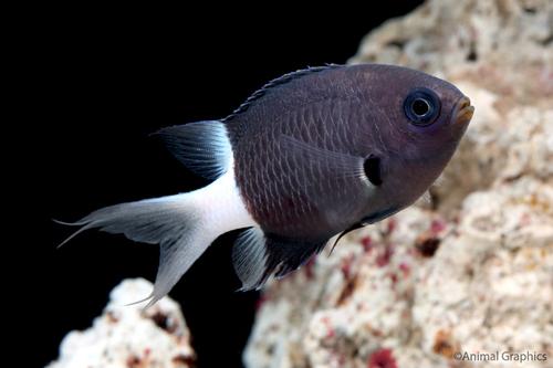 picture of Bicolor Chromis Lrg                                                                                  Chromis dimidiata