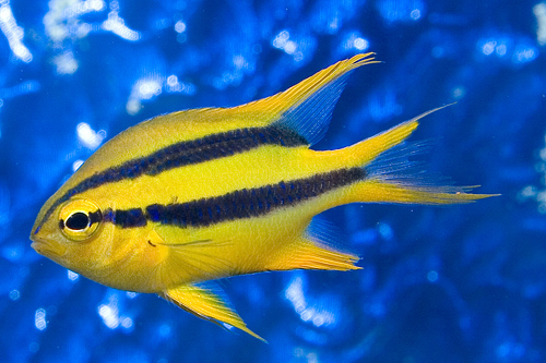 picture of Black & Gold Chromis                                                                                 Neoglyphidodon nigroris