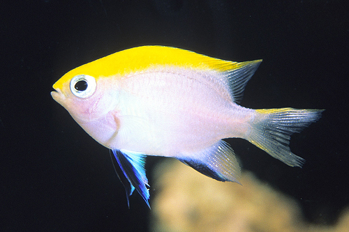 picture of Blue Fin Damsel                                                                                      Neoglyphidodon melas