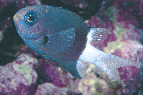 picture of Blue Reef Chromis Sml                                                                                Chromis cyanea