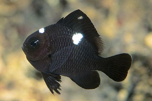 picture of Domino Damsel                                                                                        Dascyllus trimaculatus