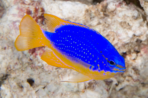 picture of Fiji Blue Devil Damsel Med                                                                           Chrysiptera taupou