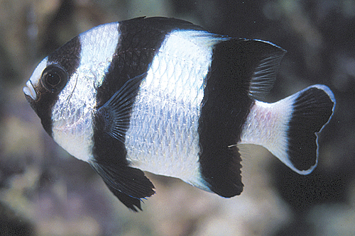 picture of Four Stripe Damsel Lrg                                                                               Dascyllus melanurus