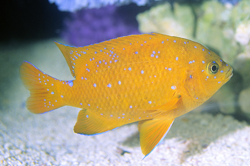 picture of Garibaldi Damsel Juvenile Sml                                                                        Hypsypops rubicundus