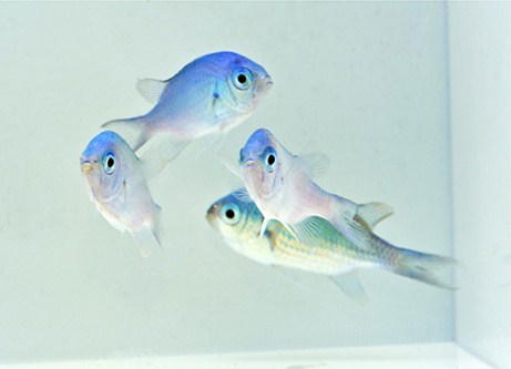 picture of Green Chromis Xlg                                                                                    Chromis viridis