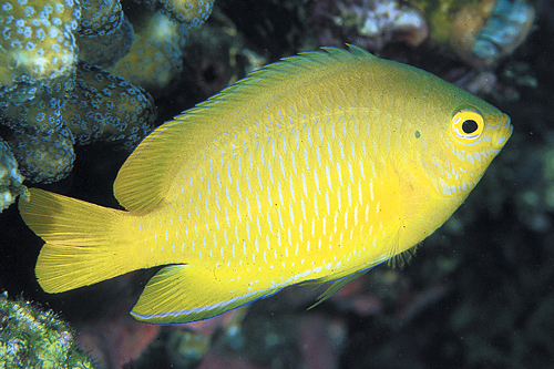 picture of Lemon Damsel Lrg                                                                                     Pomacentrus moluccensis