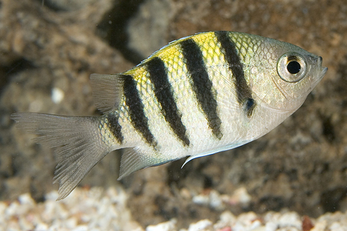 picture of Sergeant Major Damsel Sml                                                                            Abudefduf sexfasciatus