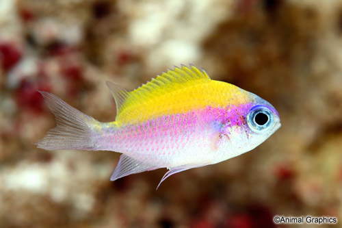 picture of Sunshine Chromis Sml                                                                                 Chromis insolata