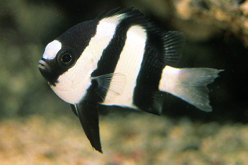 picture of Three Stripe Damsel                                                                                  Dascyllus aruanus