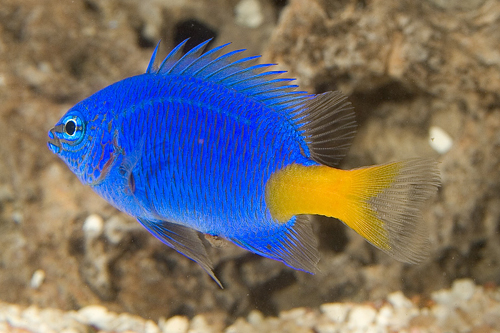 picture of Yellowtail Blue Damsel Sml                                                                           Chrysiptera parasema