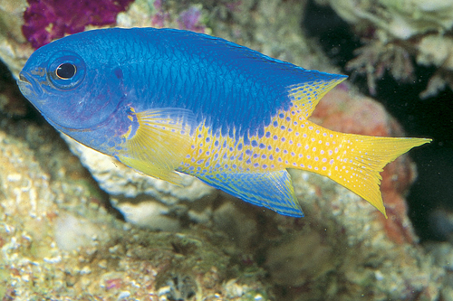 picture of Electric Blue Damsel I/O Med                                                                         Pomacentrus coelestis