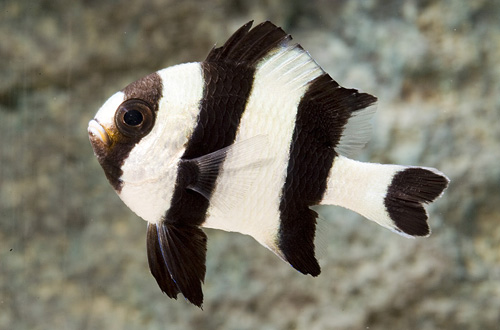 picture of Four Striped Damsel Bali Lrg                                                                         Dascyllus melanurus