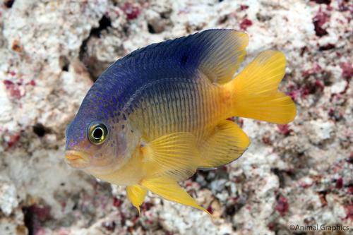 picture of Beau Gregory Damsel Atlantic Sml                                                                     Stegastes leucostictus