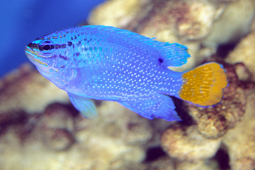 picture of Orange Tail Damsel Lrg                                                                               Chrysiptera cyanea