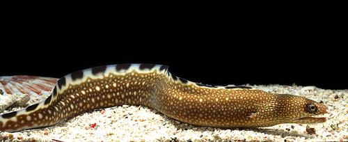 picture of Black Edge Moray Eel Sml                                                                             Gymnothorax nigromarginatus