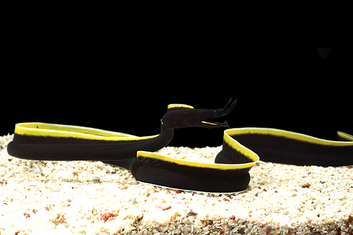 picture of Black Ribbon Eel Sml                                                                                 Rhinomuraena quaesita var. black