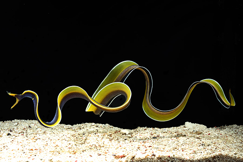 picture of Blue Ribbon Eel Med                                                                                  Rhinomuraena quaesita var. blue