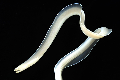 picture of Ghost Ribbon Eel Lrg                                                                                 Pseudechidna brummeri