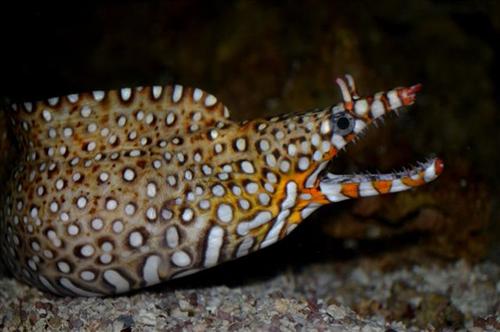 picture of Hawaiian Dragon Moray Eel Sml                                                                        Enchelycore pardalis