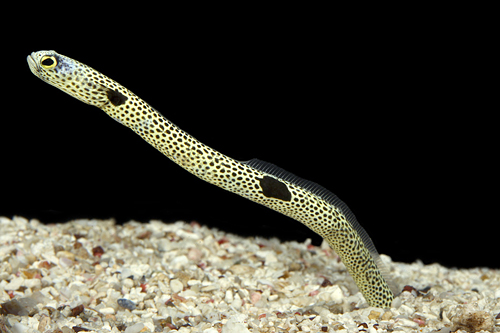 picture of Orange Ringed Garden Eel Sml                                                                         Gorgasia pleclara