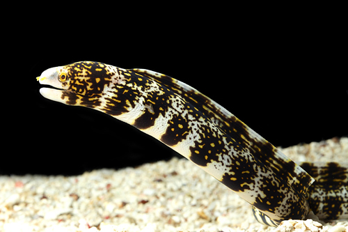 picture of Snowflake Moray Eel Sml                                                                              Echidna nebulosa