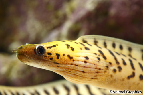 picture of Sulphur Head Moray Eel Med                                                                           Gymnothorax fimbriatus