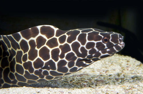 picture of Tesselata Moray Eel Lrg                                                                              Gymnothorax favagineus