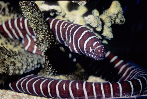 picture of Zebra Moray Eel Med                                                                                  Gymnomuraena zebra